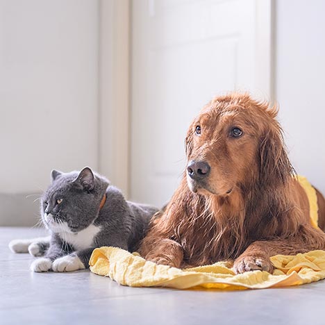 Dog and cat sitting on ground together. 