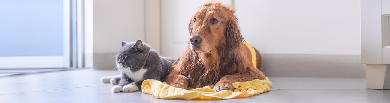 oxiclean pet urine