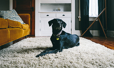 https://www.oxiclean.com/-/media/oxiclean/content/new-articles/how-to-remove-odors-from-carpet/hero-mobile-dog-375x224.jpg